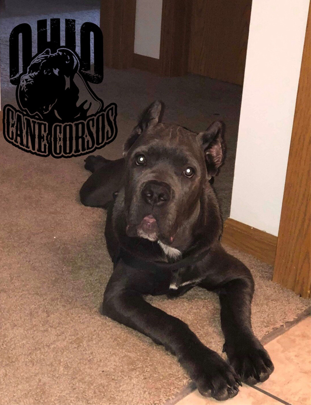 Pups Ohio Cane Corsos